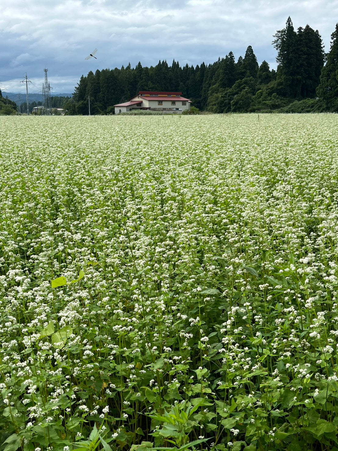 春そば2種食べ比べセット（新聞広告限定　2セット以上で送料当社負担。1セットの場合、送料385円）